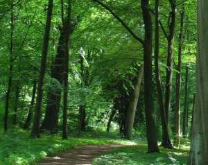 Wald