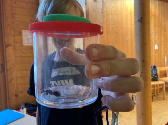 Riesenameise  Riesenameise