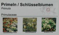 Schautafel Primeln / Schlüsselblumen