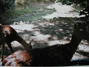 Spuk im Leimener Wald